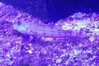 Diamond Watchman Goby