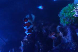 Gladiator Clownfish Thumbnail