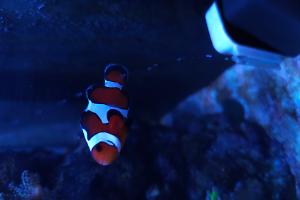 Gladiator Clownfish Thumbnail