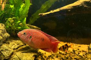 Jewel Cichlid Thumbnail