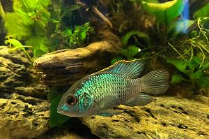 Electric blue Acara Thumbnail