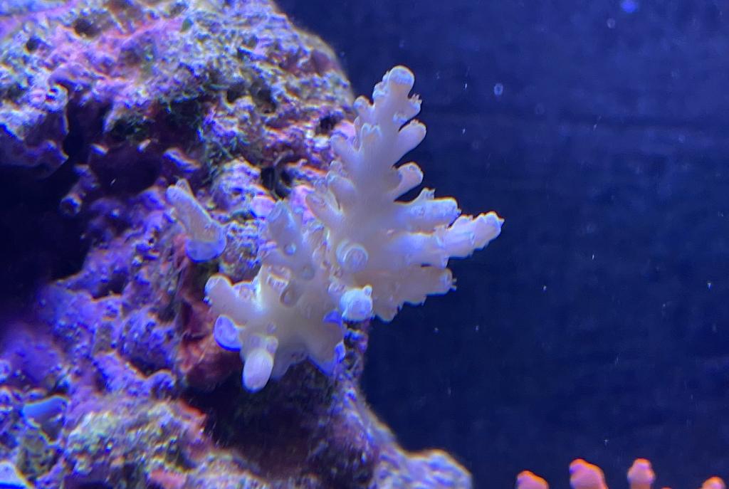 Acropora