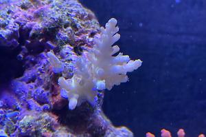 Acropora Thumbnail