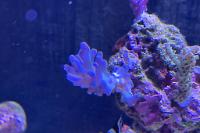 Acropora Thumbnail