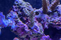 Acropora Thumbnail