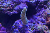 Acropora Thumbnail