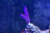 Acropora Thumbnail