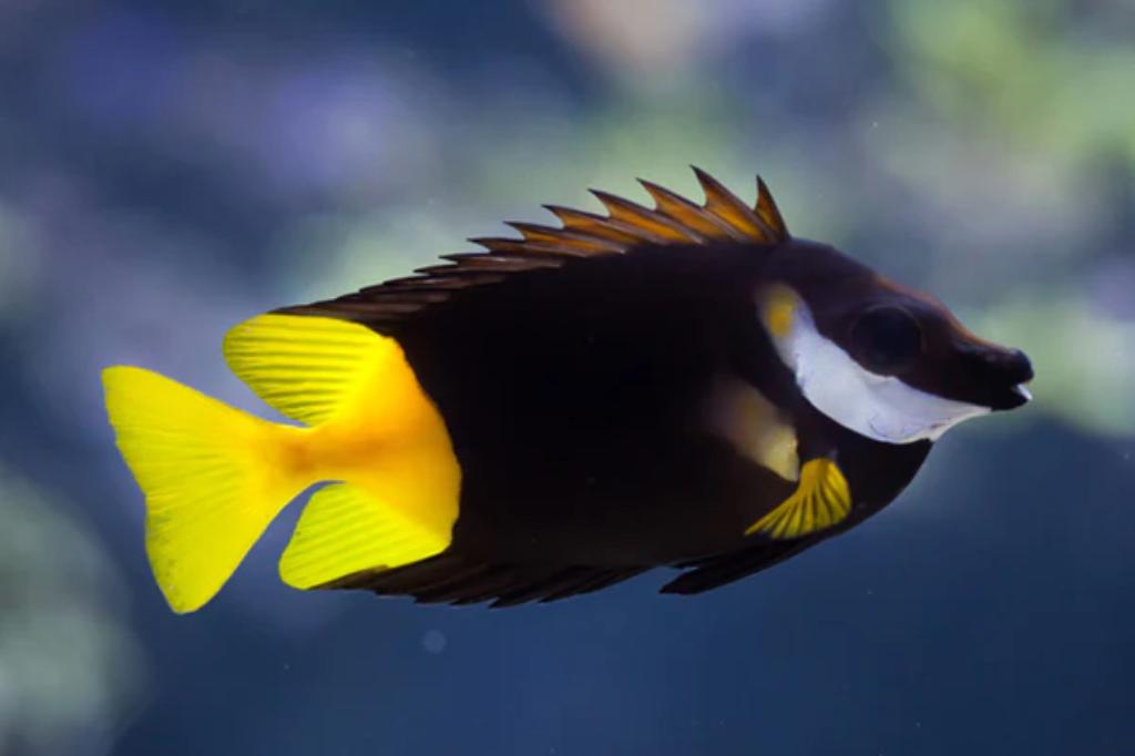 Foxface Rabbitfish / Siganus vulpinus 986