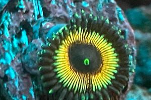 Daisy Duke Zoa Thumbnail