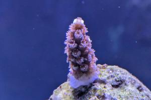 Acropora RNC Pink Highlighter  Thumbnail