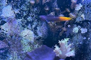 Bicolor Blenny Thumbnail