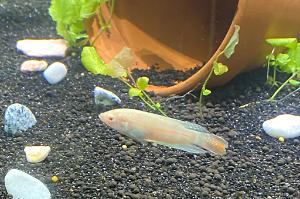 Albino Paradise Gourami