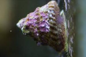 Astraea snail Thumbnail