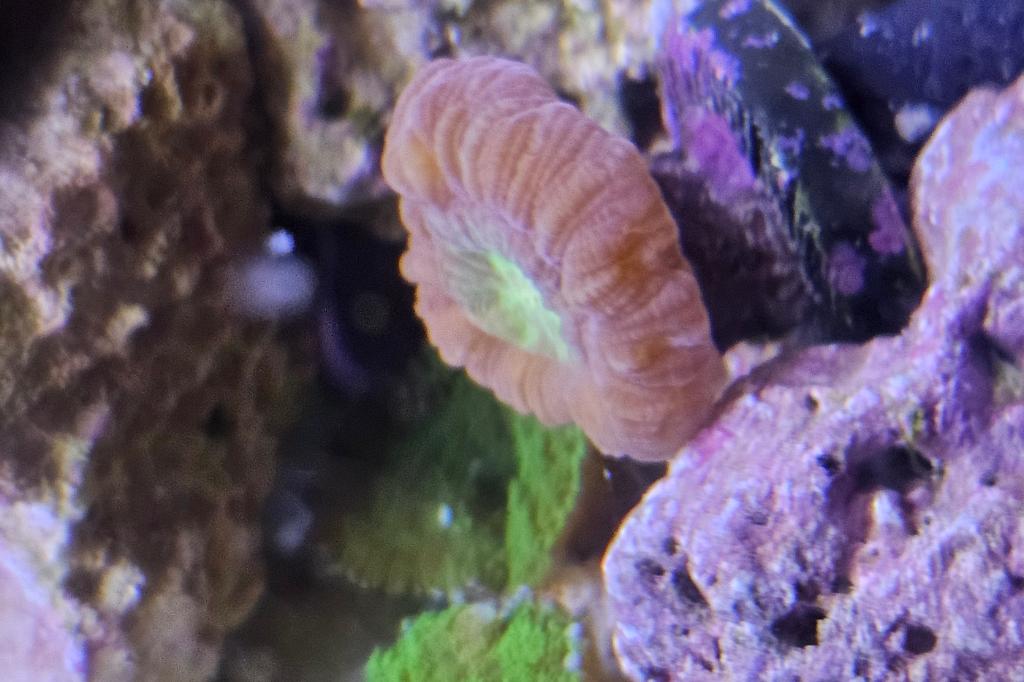 Candy Cane Coral / Caulastrea furcata 1420