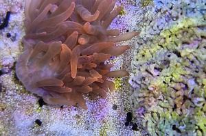 Bubble Tip Anemone Thumbnail