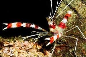 Banded Coral Shrimp Thumbnail