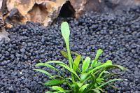 Cryptocoryne Parva Thumbnail