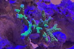 Anacropora Forbesi  Thumbnail