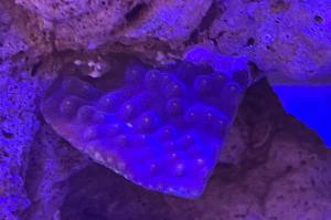 Purple Turbinaria Cup Coral  Thumbnail