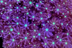 Daisy Polyps Thumbnail