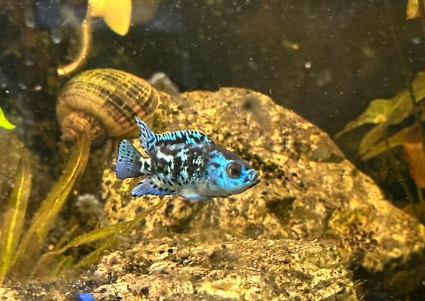 Electric Blue Jack Dempsey