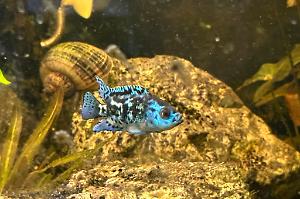 Electric Blue Jack Dempsey Thumbnail