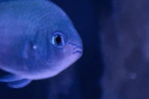 Blue/Green Reef Chromis Thumbnail