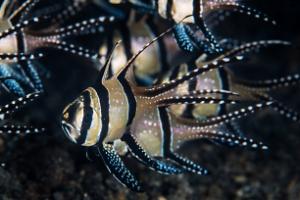 Banggai Cardinal Thumbnail