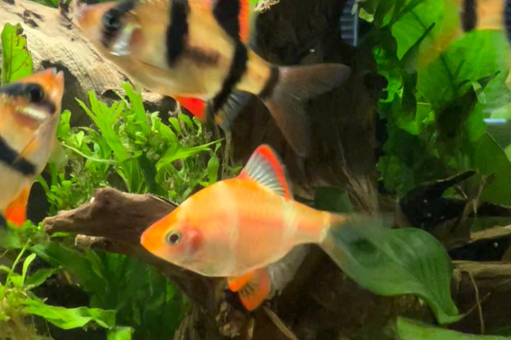 Albino Tiger Barb / Puntius tetrazona var Albino 9