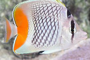 Pearlscale Butterflyfish Thumbnail