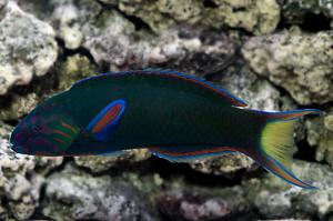 Lunar wrasse Thumbnail