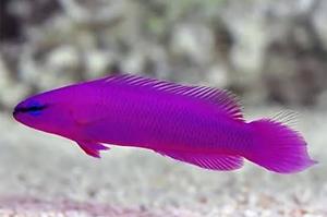 Orchid Dottyback Thumbnail