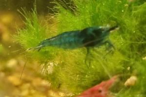 Blue Pearl Shrimp Thumbnail