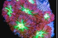 Blastomussa Coral Thumbnail