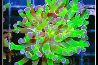 Frogspawn Coral - Branched Thumbnail