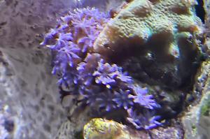 Blue Clove Polyps 
 Thumbnail