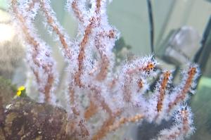 Yellow Finger Gorgonian  Thumbnail