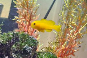 Yellow Clown Goby Thumbnail