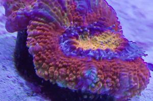 Rainbow Acan Thumbnail