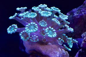 Alveopora Coral Thumbnail