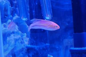 Splendid Fairy Wrasse Thumbnail