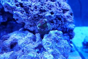 Rasta Zoa Thumbnail