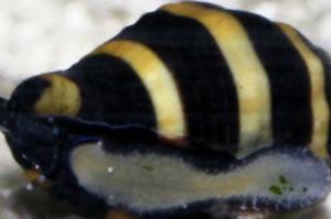 Bumble Bee Snail Thumbnail