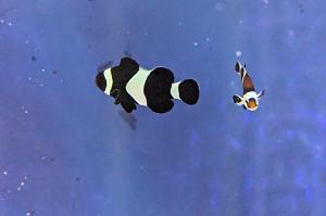 Black Ocellaris Clownfish Thumbnail