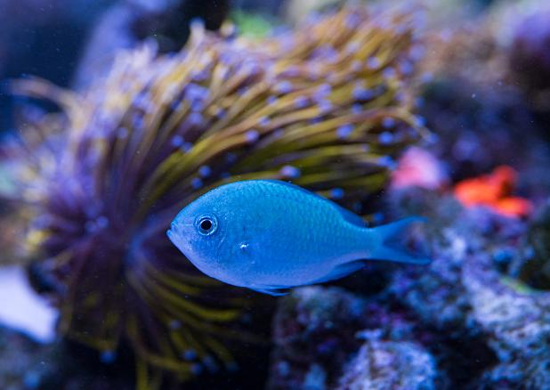 Blue Chromis