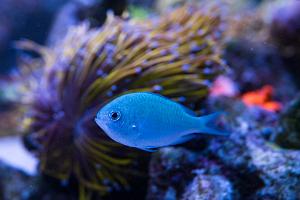 Blue Chromis Thumbnail