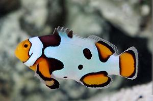 Picasso Clownfish Thumbnail