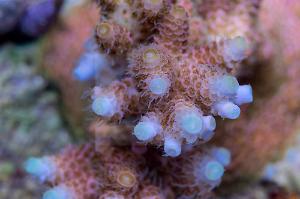 Acropora millepora Thumbnail