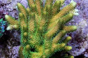 Acropora millepora Thumbnail