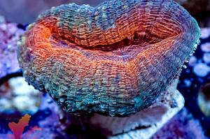 Lobophyllia Brain Coral Thumbnail